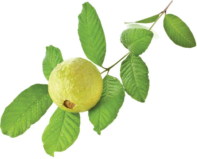 Guava Leaves Offer Several Magnificient Benefits To Humans Doornextfarms Psidium guajava (common guava, lemon guava) is a small tree in the myrtle family (myrtaceae), native to mexico, central america, the caribbean and northern south america. guava leaves offer several magnificient
